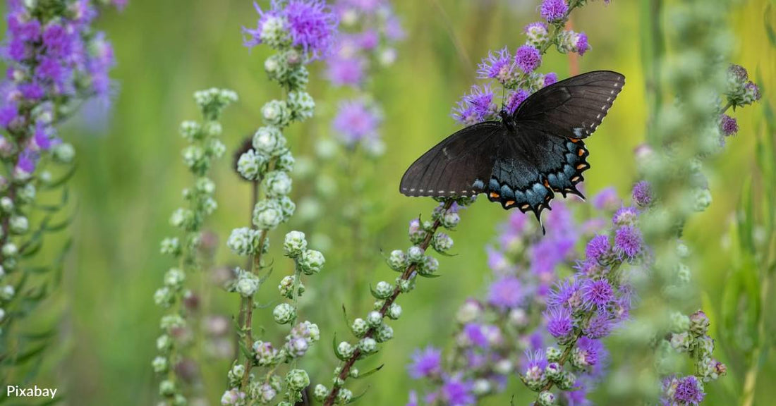 U.S. Butterfly Populations Fell 22% Between 2000 and 2020