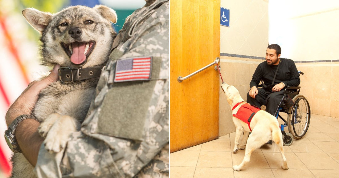 On the left, a soldier in camouflage holds a happy small dog outdoors; on the right, a service dog helps a wheelchair user open a door.