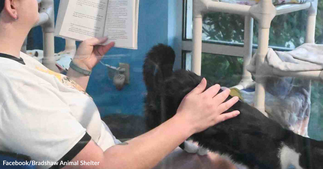 Person reading a book while gently petting a black-and-white cat inside an animal shelter.