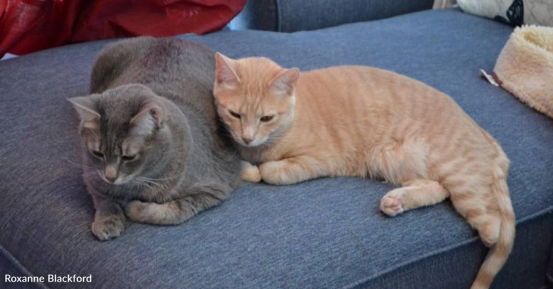 Two Brothers, One with a Leg Stump, Wait Three Years for a Home