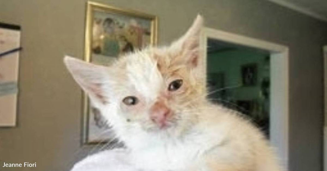 Kitten Rescued From Road After Her Sibling is Run Over