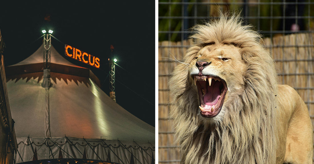 Washington Takes Historic Step to Stop Animal Cruelty in Traveling Circus Shows