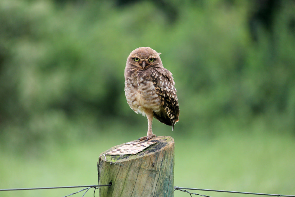 California’s Western Burrowing Owls Fight for Survival as Urban Sprawl Pushes Them to the Brink