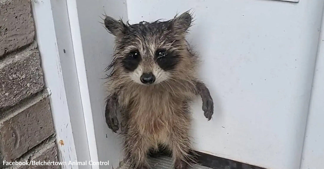 A soaked raccoon stands upright against a white door, its fur matted and paws held close to its chest.