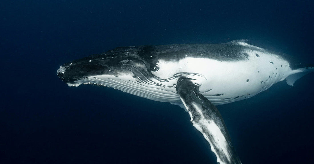 Scientists Decode Whale Melodies — Complex Songs of Survival