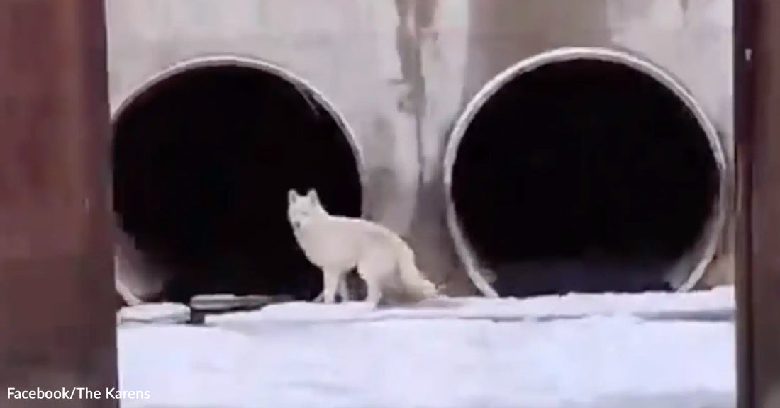 White wolf standing on snow in front of two large concrete drainage pipes above a partially frozen water channel.