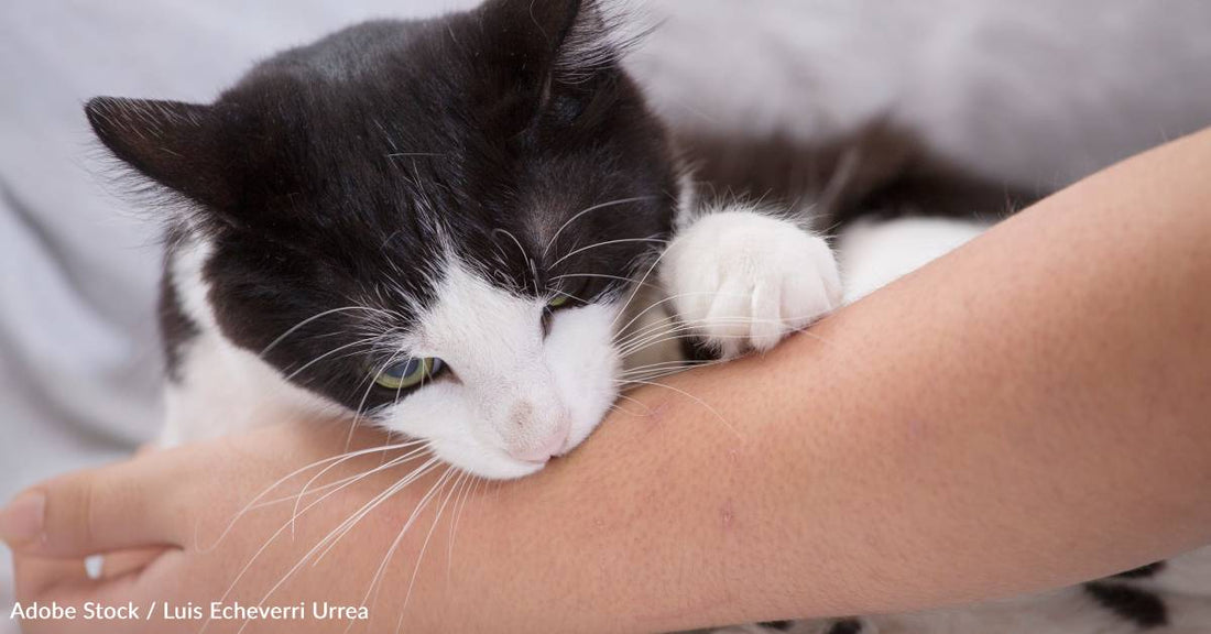 Why Does My Cat Bite Me When I'm Petting Her?