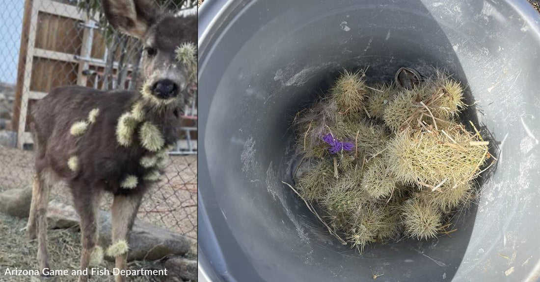 Wildlife Officer Rescues Fawn Covered in Cactus Spines