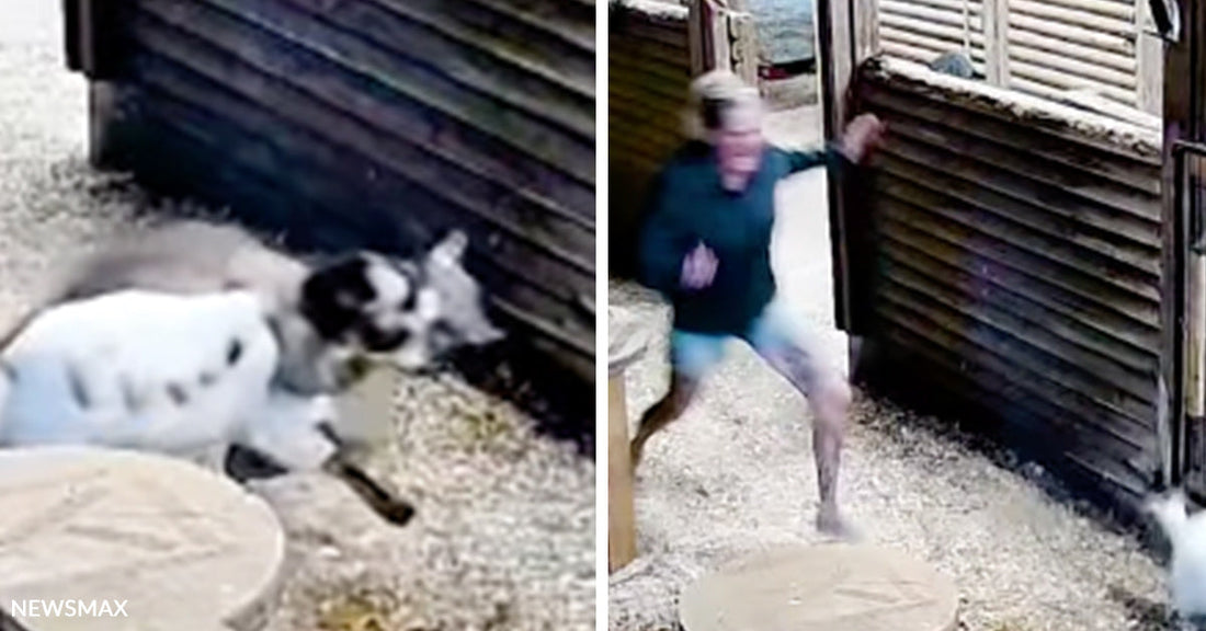 Side-by-side images show a dog wrestling with a cougar on the ground and a woman running into the yard in blurred security footage.