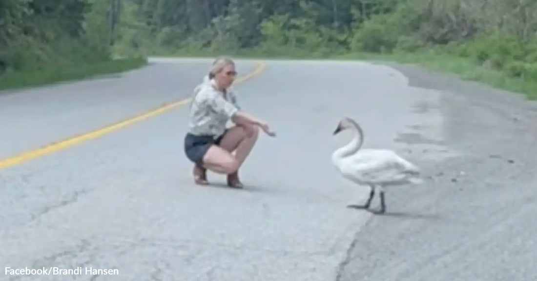A woman crouches on a quiet road, extending her hand toward a white swan as it faces her from a short distance away.