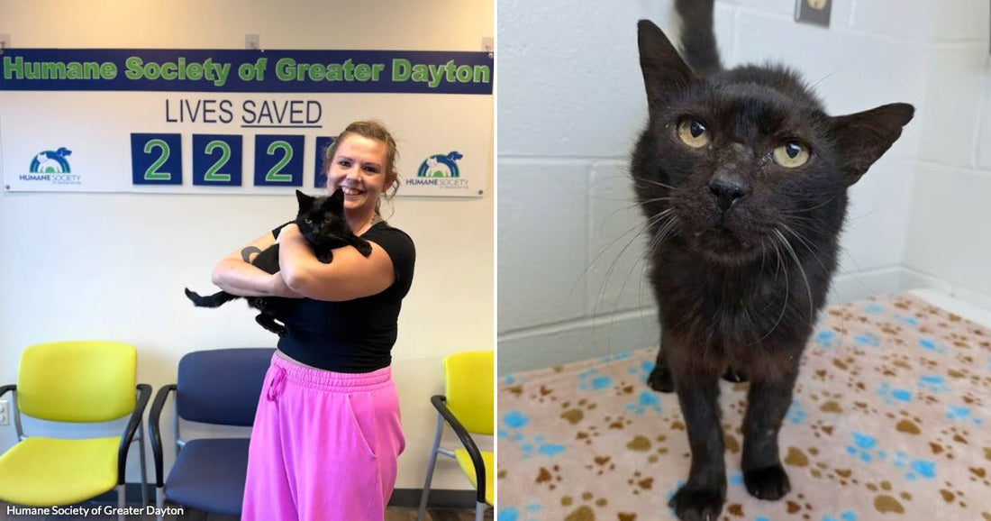 On the left, a smiling woman holds a black cat at the Humane Society of Greater Dayton; on the right, the same black cat stands alone in a shelter kennel.