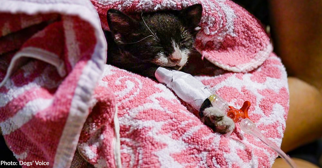 Millions of Starving and Injured Stray Animals Need Our Help