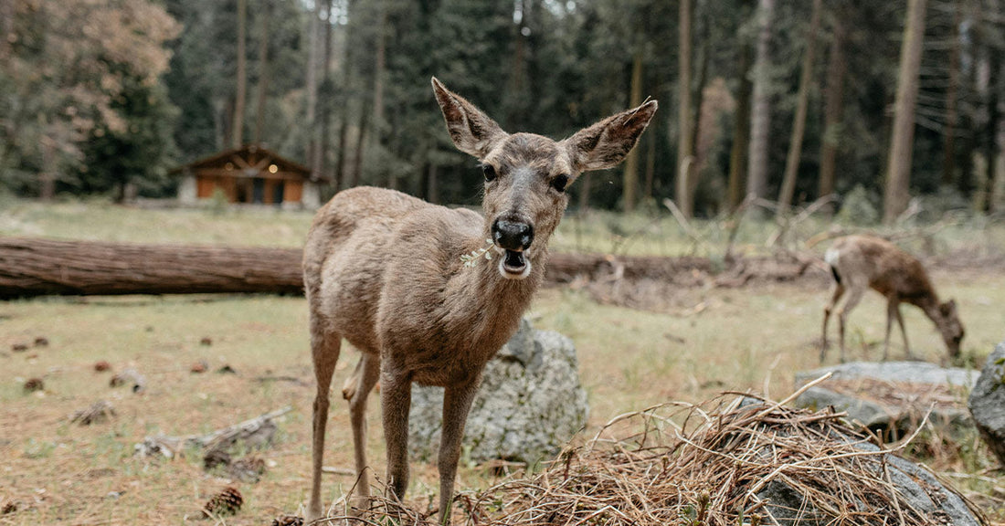 Visitors Beware! Yosemite’s Most Dangerous Animal Isn’t What You Think