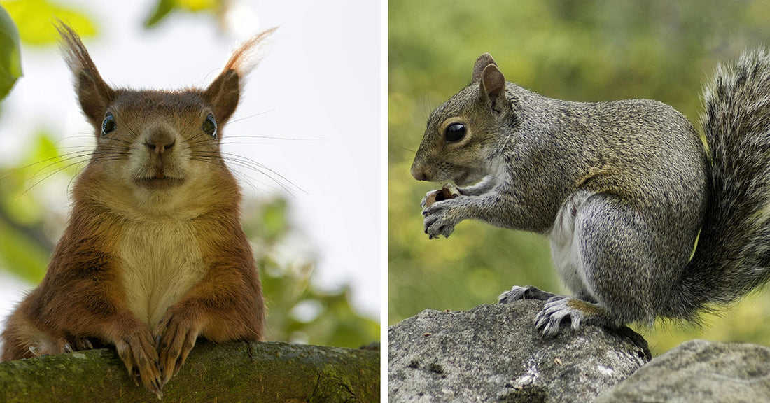 A split image showing a red squirrel perched on a branch beside a gray squirrel eating on a rock.