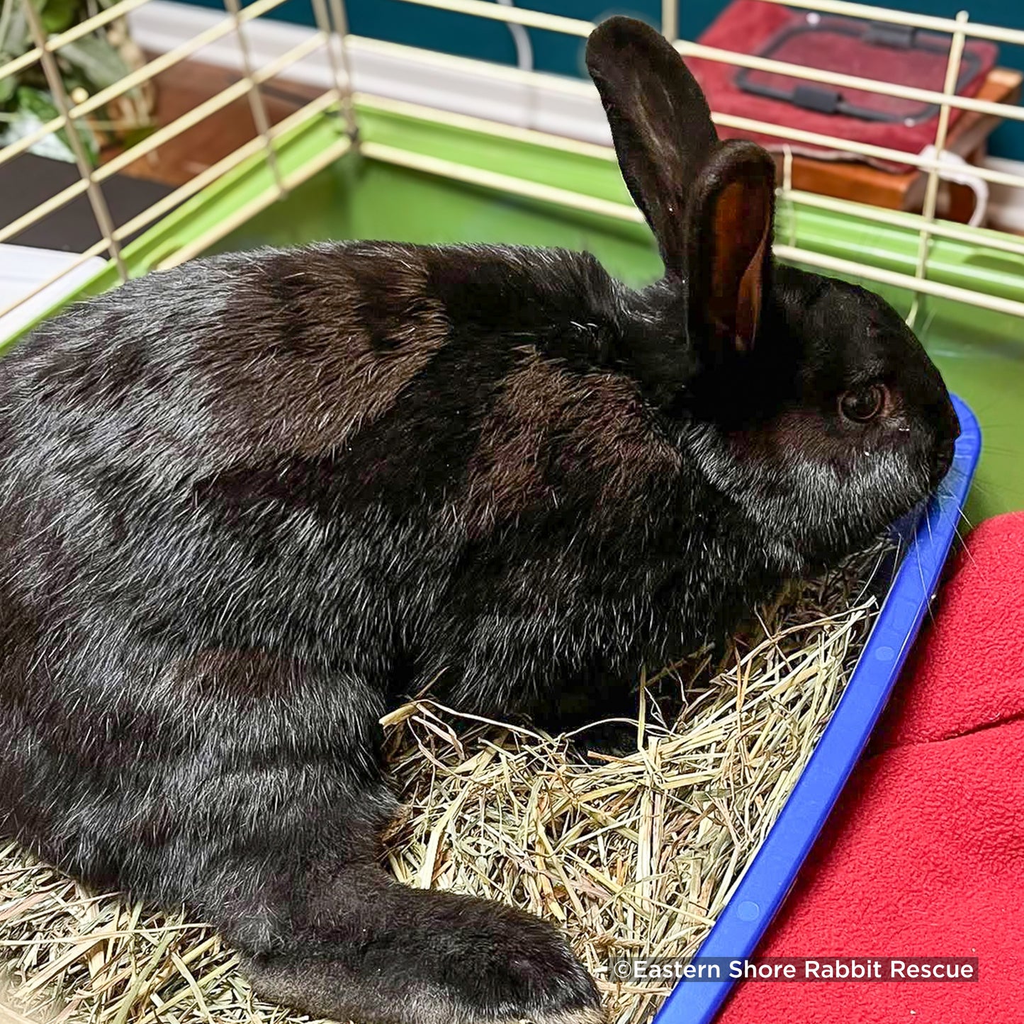 Send Supplies & Goodies To Rescued Bunnies