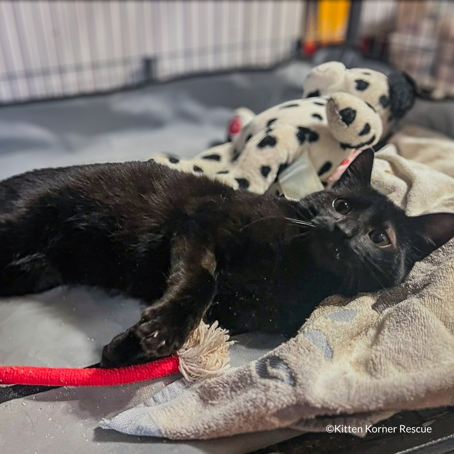 Happy Birthday Animal Rescue Site | Send Presents to Dogs & Cats Benefit Buy