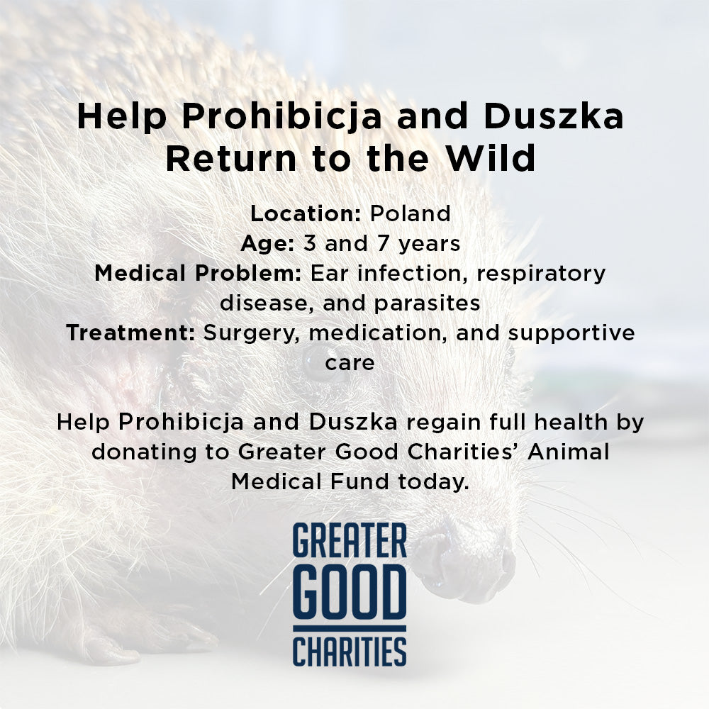 Sick, Vulnerable, and Fighting to Heal - Two Hedgehogs Need a Lifeline