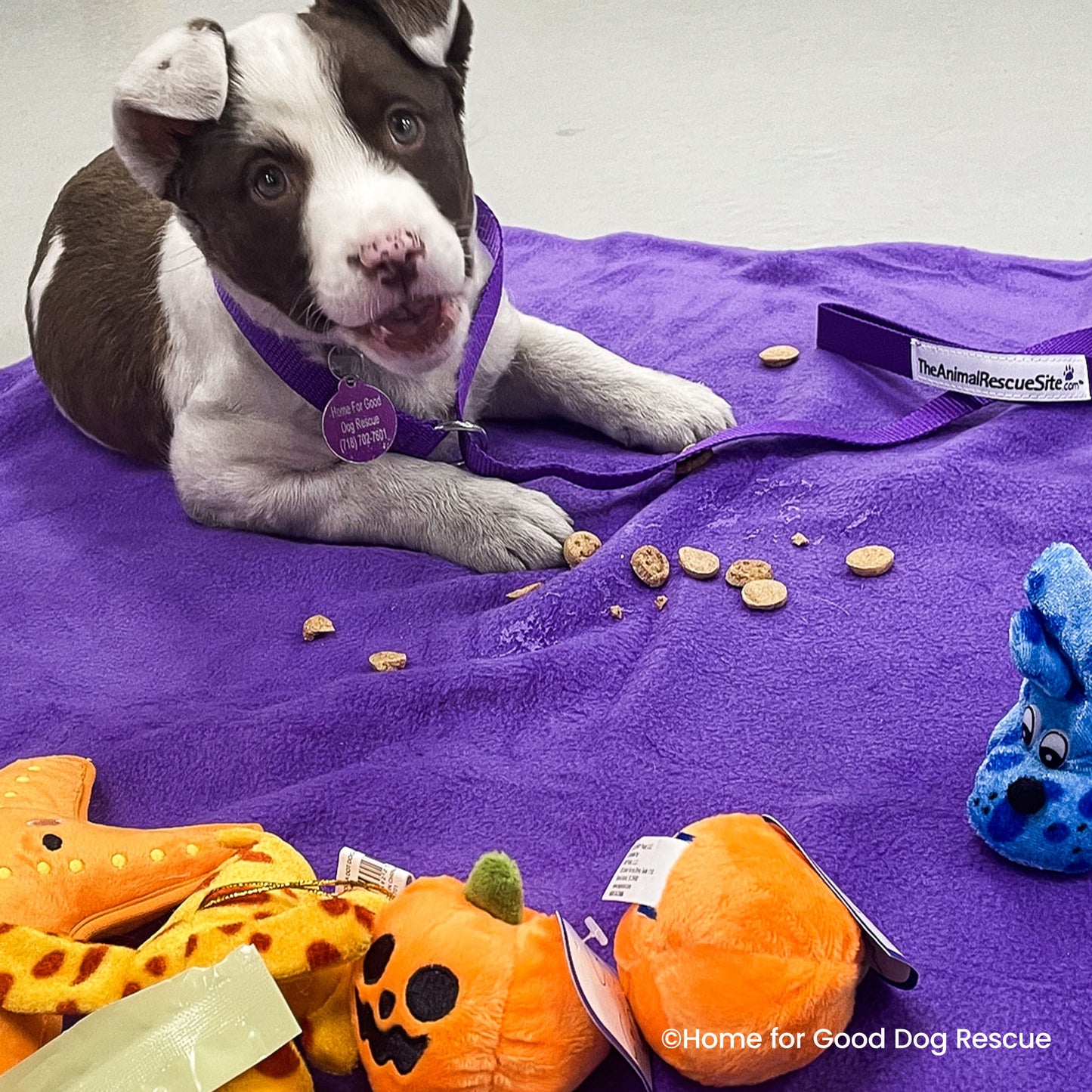 Happy Birthday Animal Rescue Site | Send Presents to Dogs & Cats