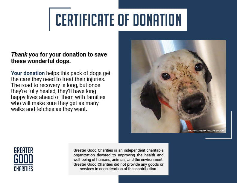 Funded: Help Injured & Malnourished Dogs Rescued from Hoarding Case Heal