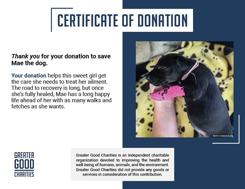 Funded: Dangerously Ill Puppy Mae Needs Emergency Care to Survive