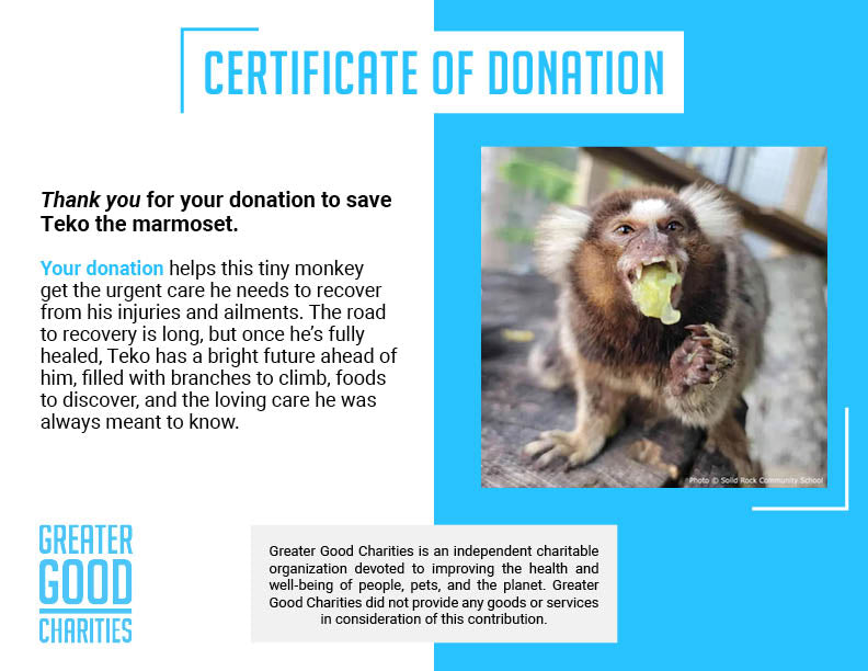 Funded: Help Teko the Marmoset Swing Back to Health