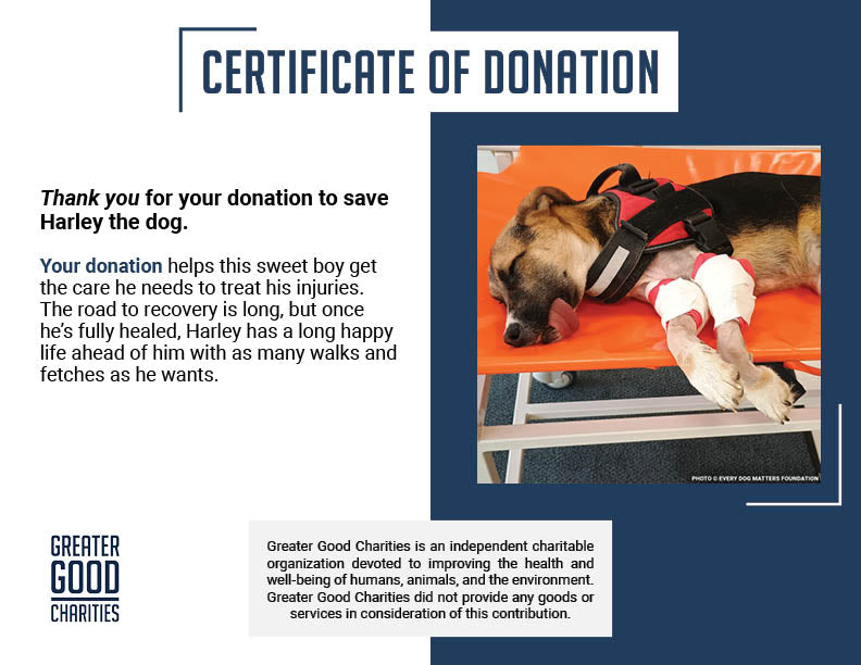 Funded: Harley Needs Knee Surgery to Walk Without Pain
