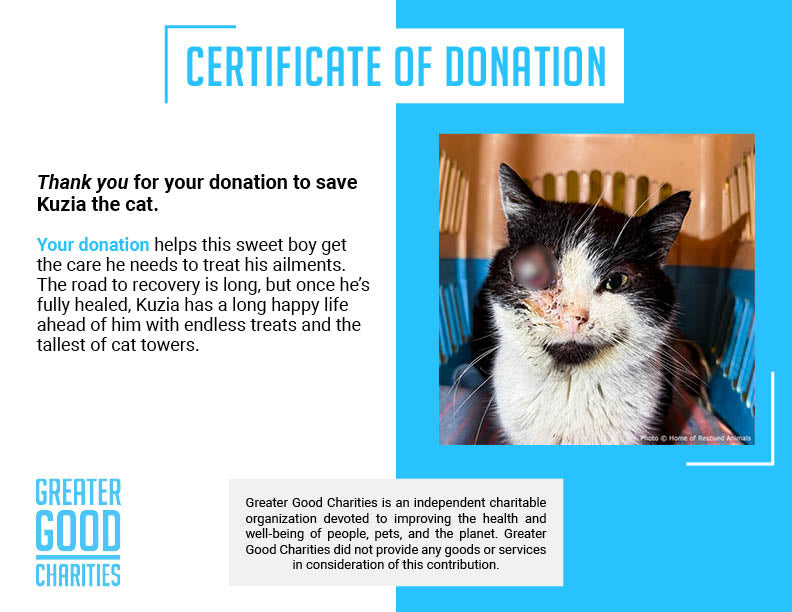 Funded: Help Save Ukraine Cat in Critical Condition with Ruptured Eye