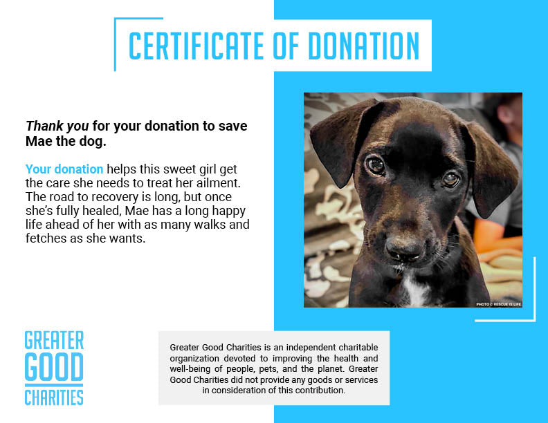 Funded: Dangerously Ill Puppy Mae Needs Emergency Care to Survive