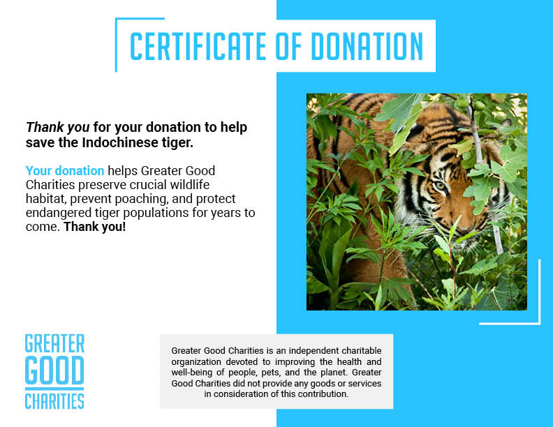 Save the Indochinese Tiger Before It Disappears