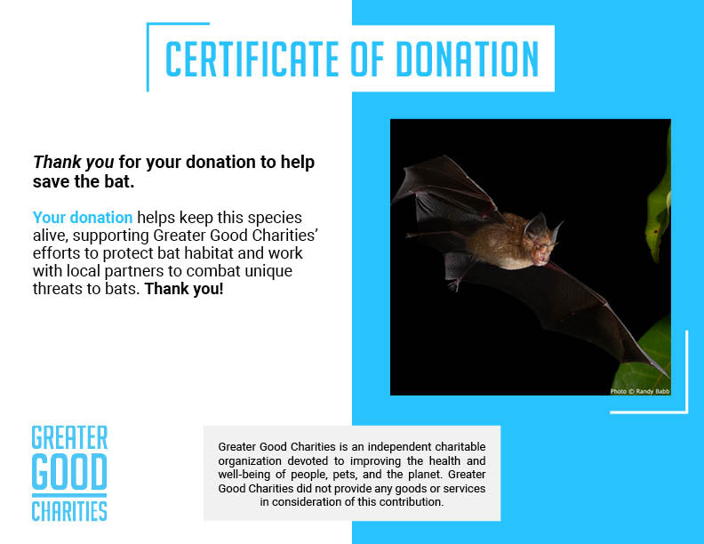 Help Save the Bat