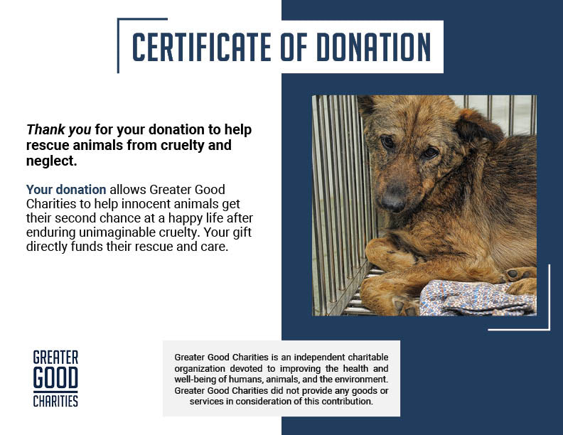 300+ Pets Rescued in Horrific Animal Welfare Case