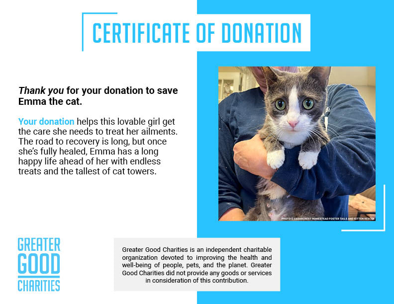 Help Emma Heal After Losing Kittens & Battle Severe Infection