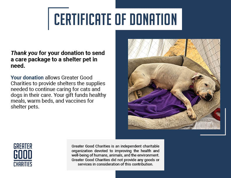 Send a Care Package to a Shelter Pet