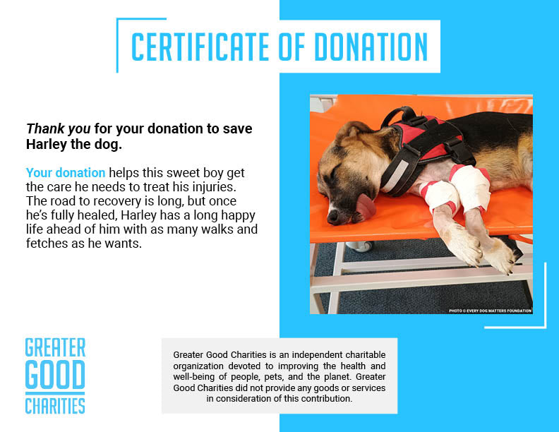 Funded: Harley Needs Knee Surgery to Walk Without Pain