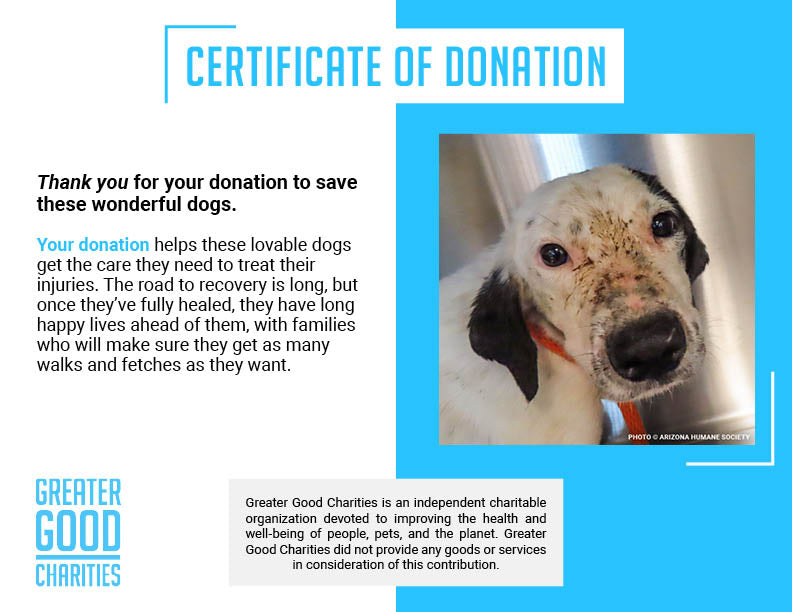 Funded: Help Injured & Malnourished Dogs Rescued from Hoarding Case Heal