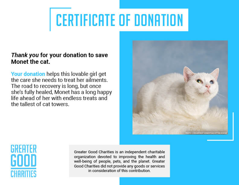 Help Senior Cat Monet Recover from a Collapsed Lung