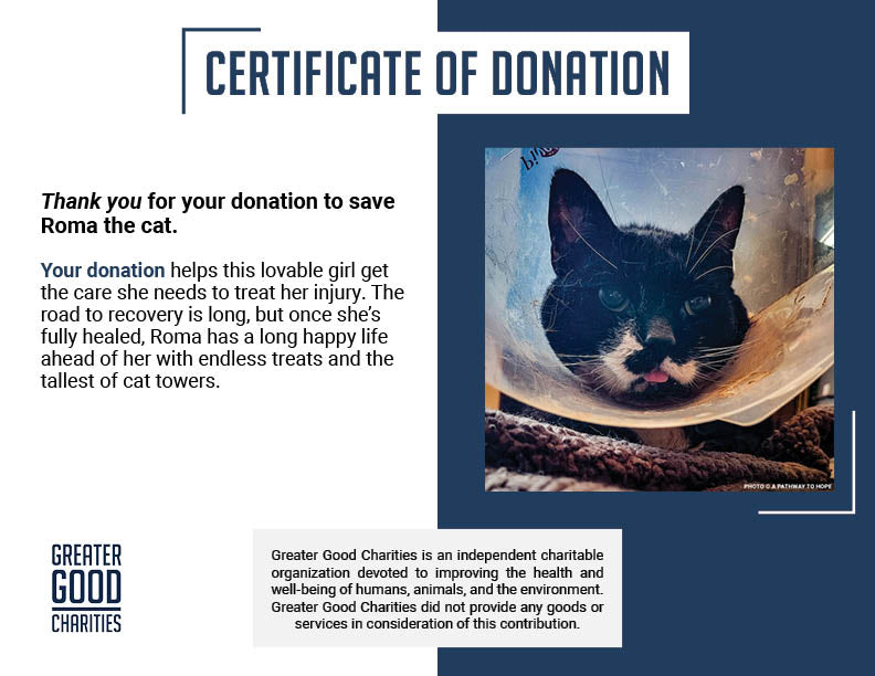 Senior Cat Roma Attacked by Four Dogs Needs Surgery to Recover
