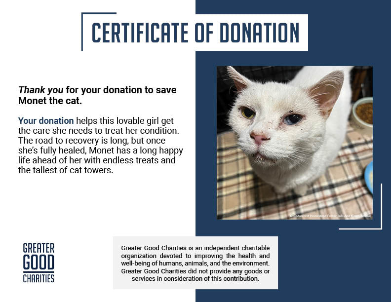 Funded: Help Senior Cat Monet Recover from a Collapsed Lung