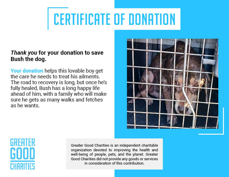 Funded: Save Bush from Malnourishment & Disease Before It's Too Late