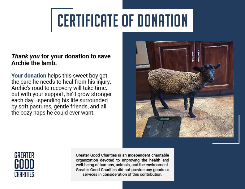 Funded: Lamb With Broken and Necrotic Leg Needs Emergency Surgery