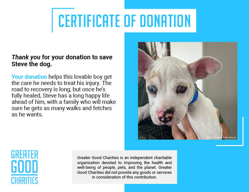 Funded: Shelter Puppy with Ruptured Eye Needs Your Support to Heal