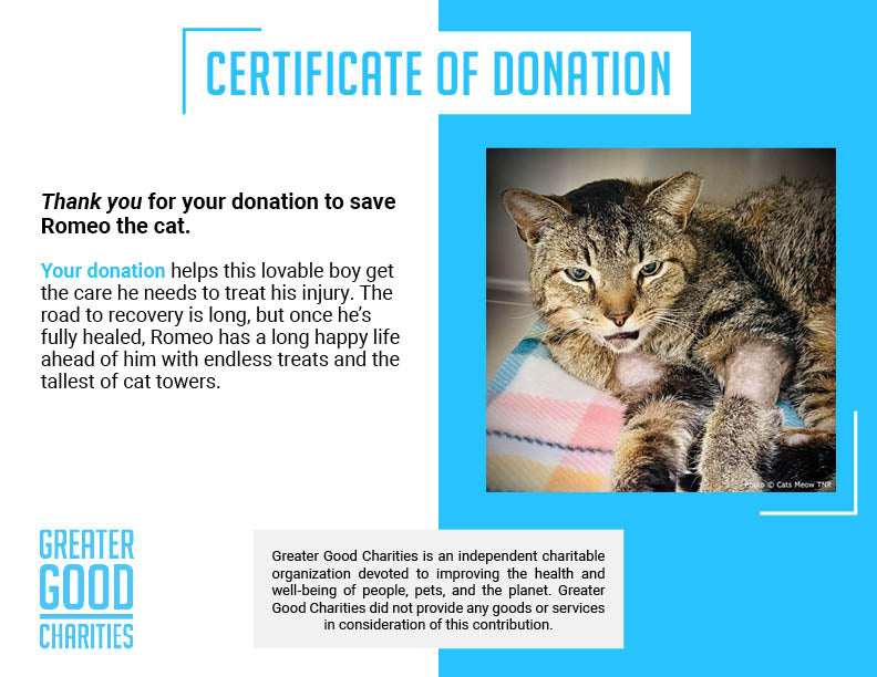 Funded: Cat With Shattered Jaw Needs Your Support to Get Emergency Surgery