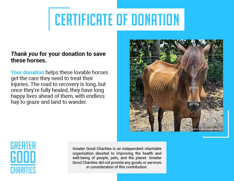 Funded: Help Emaciated Horses Heal from Severe Neglect