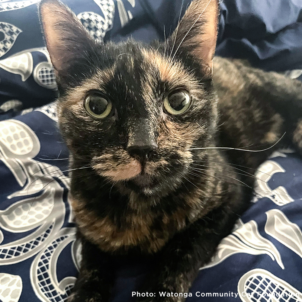 Send Support Packages to Senior Cats