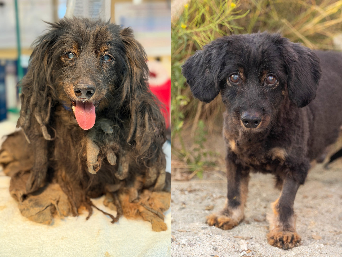 Dirty Dogs: Help Shelters Give Life-Changing Transformations
