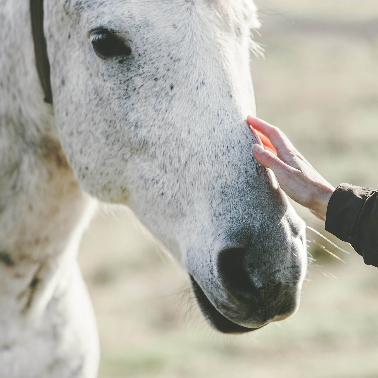Provide Essential Supplies to Horses in Need