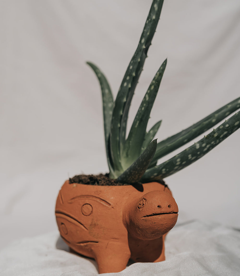 Rakshana Plant Pals - Turtle (Large)