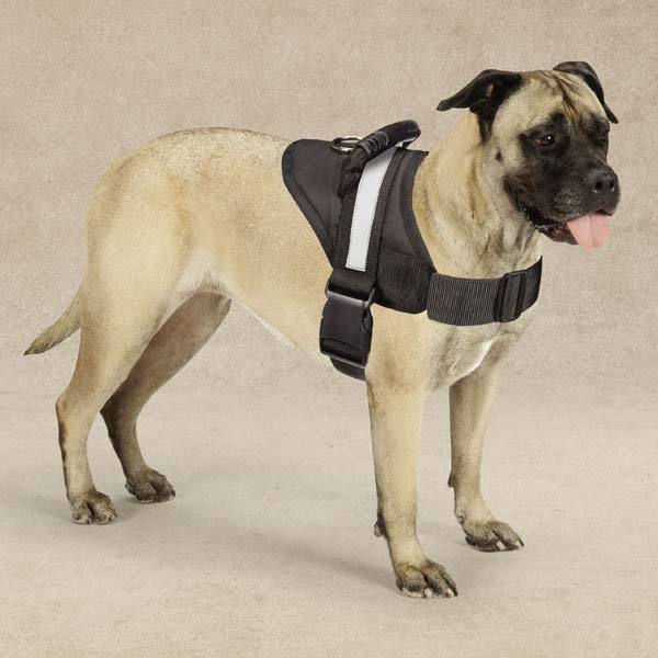 Excursion Dog Harness