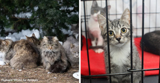 Split image showing a gray kitten behind cage bars on one side and several cats resting together on the other.