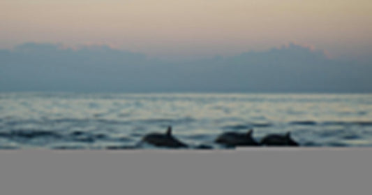 Massive Pod of 100 Dolphins Surges Through Connecticut Waters